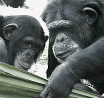 A picture of two chimps Looking under a leaf